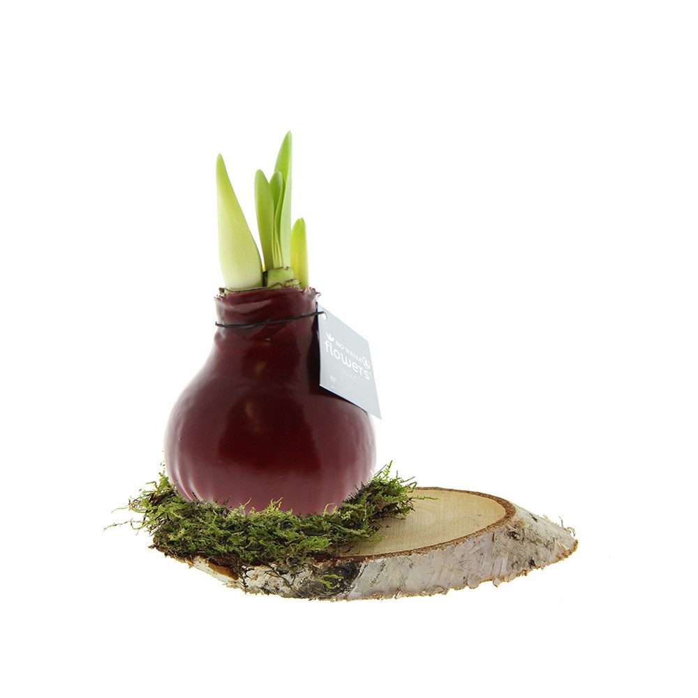 No Water Flowers® - Waxz® on wood, Zonder verpakking, Bordeaux