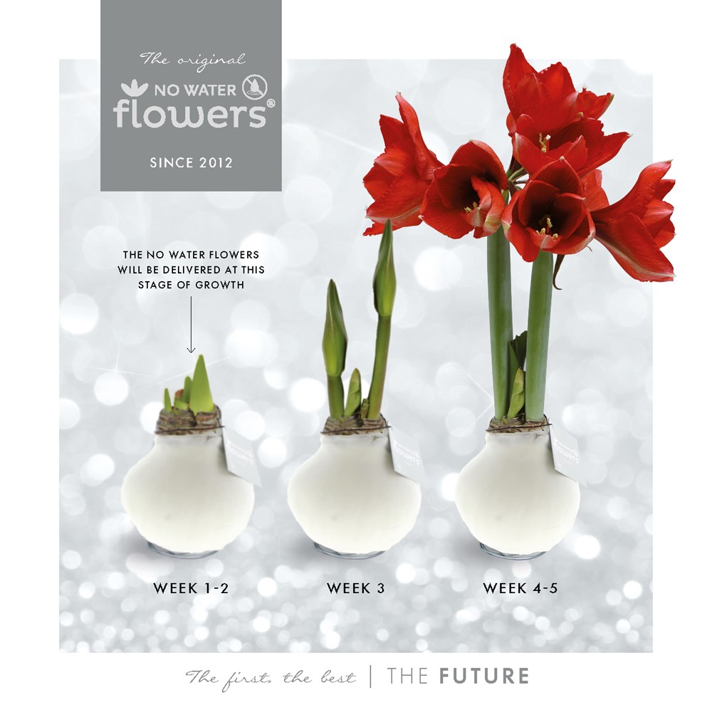 No Water Flowers® - Waxz® Colours, In cilInder, Wit