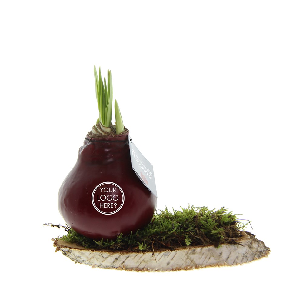 No Water Flowers® - Waxz® on wood, Zonder verpakking, Bordeaux